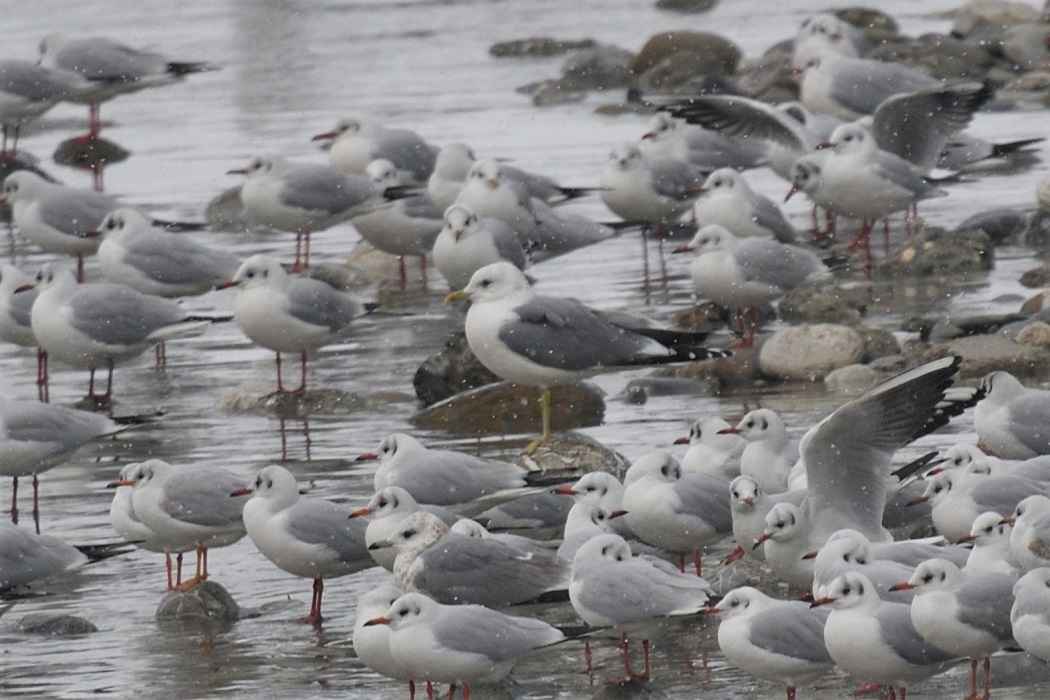 Mew Gull